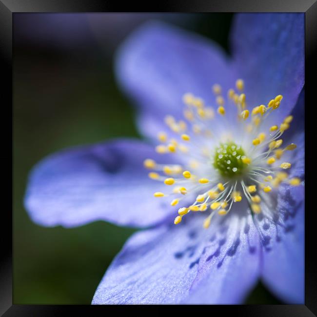 Blue Anemone Framed Print by Andrew Kearton