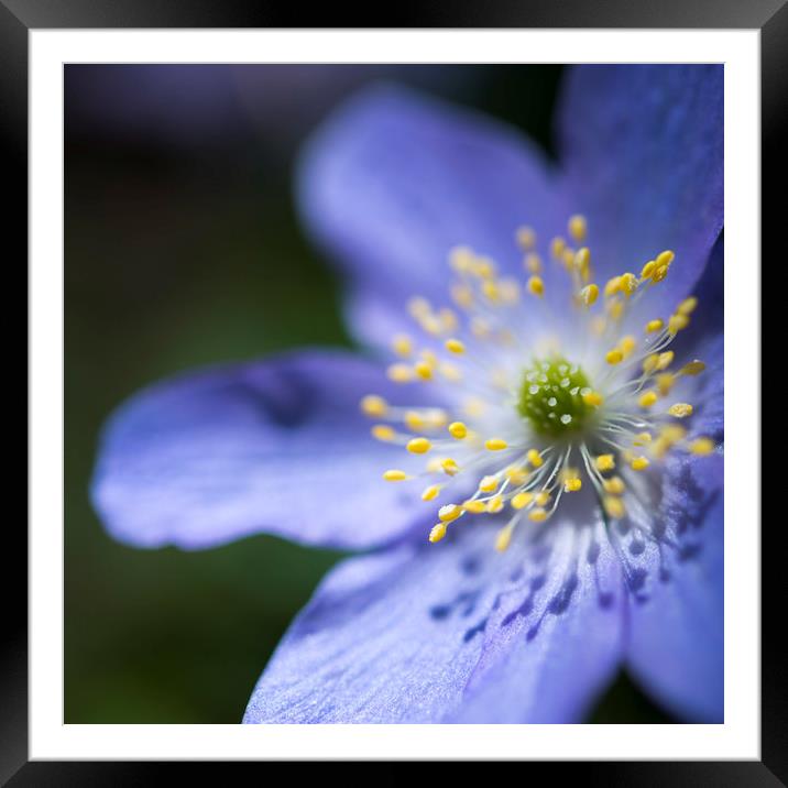 Blue Anemone Framed Mounted Print by Andrew Kearton