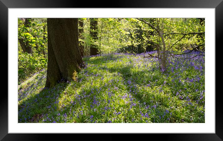 Bluebells in an English woodland Framed Mounted Print by Andrew Kearton