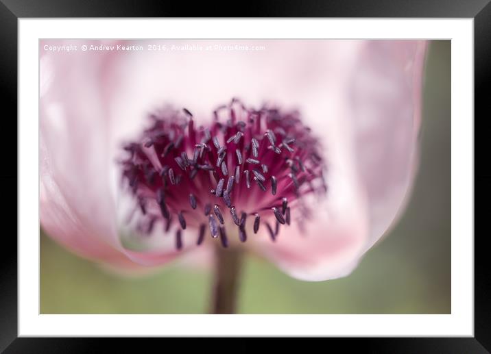 Soft summer Poppy Framed Mounted Print by Andrew Kearton