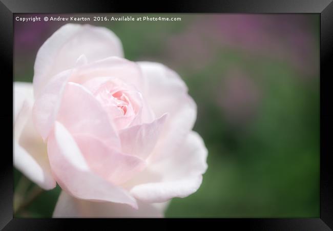 Dreamy pink rose Framed Print by Andrew Kearton