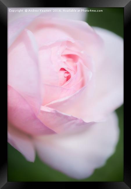 Pale pink rose bloom Framed Print by Andrew Kearton