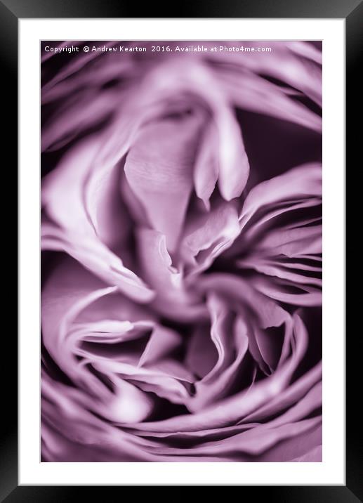 Rose petals Framed Mounted Print by Andrew Kearton