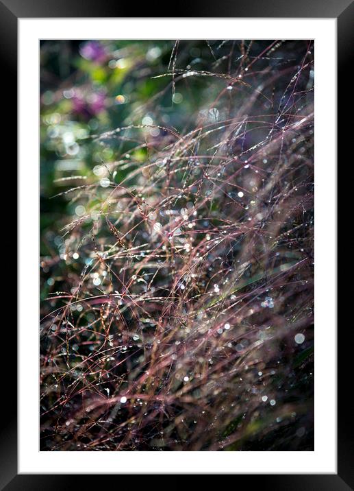 Sparkly summer grasses Framed Mounted Print by Andrew Kearton