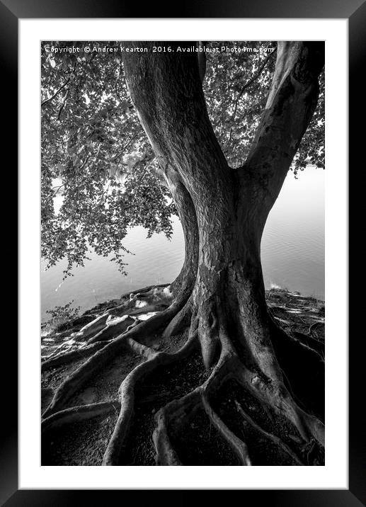 Beech beside the water Framed Mounted Print by Andrew Kearton