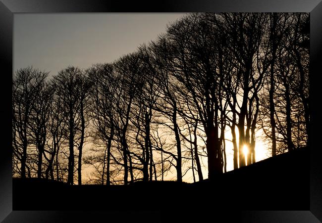 Sun between the trees Framed Print by Andrew Kearton