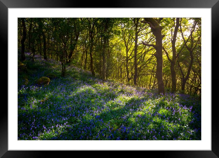 Sunbeams in a bluebell wood Framed Mounted Print by Andrew Kearton