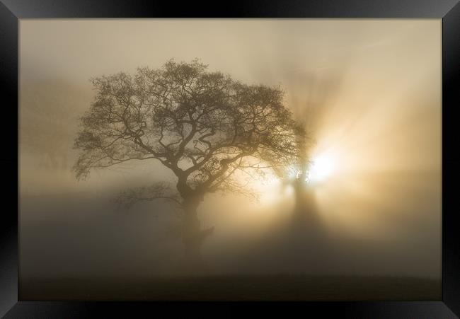 Oak trees on a foggy winter morning Framed Print by Andrew Kearton