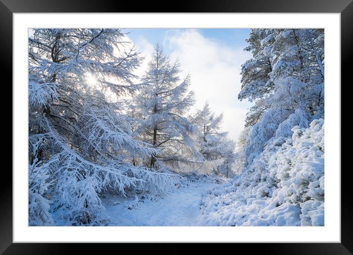 Path through snowy forest Framed Mounted Print by Andrew Kearton