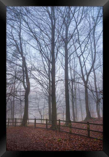 Beech trees in the mist Framed Print by Andrew Kearton