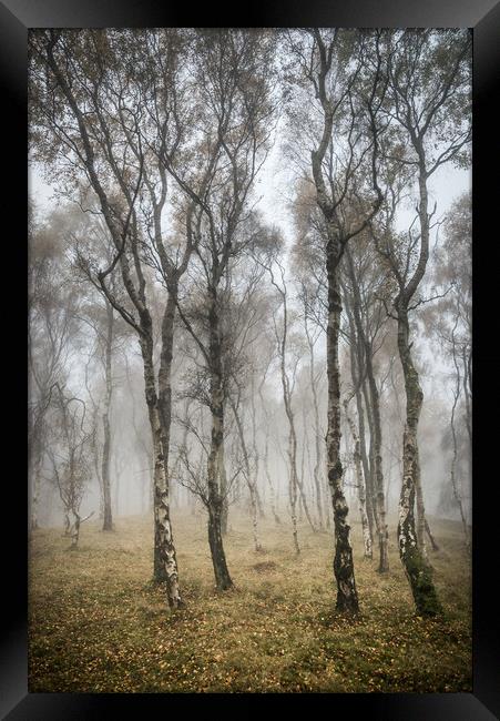 Silver Birch trees in misty autumn woodland Framed Print by Andrew Kearton