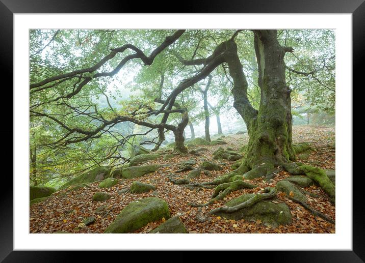 Beech tree in autumn mist Framed Mounted Print by Andrew Kearton