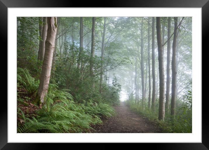 Misty forest in the Peak District Framed Mounted Print by Andrew Kearton