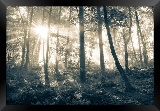Sunbeams in a misty English woodland Framed Print by Andrew Kearton