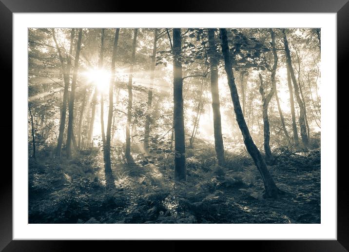 Sunbeams in a misty English woodland Framed Mounted Print by Andrew Kearton
