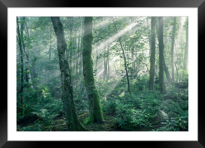 Sunbeams in an English woodland Framed Mounted Print by Andrew Kearton