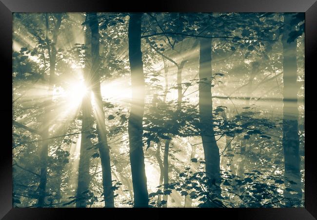 Sunbeams in a misty woodland Framed Print by Andrew Kearton