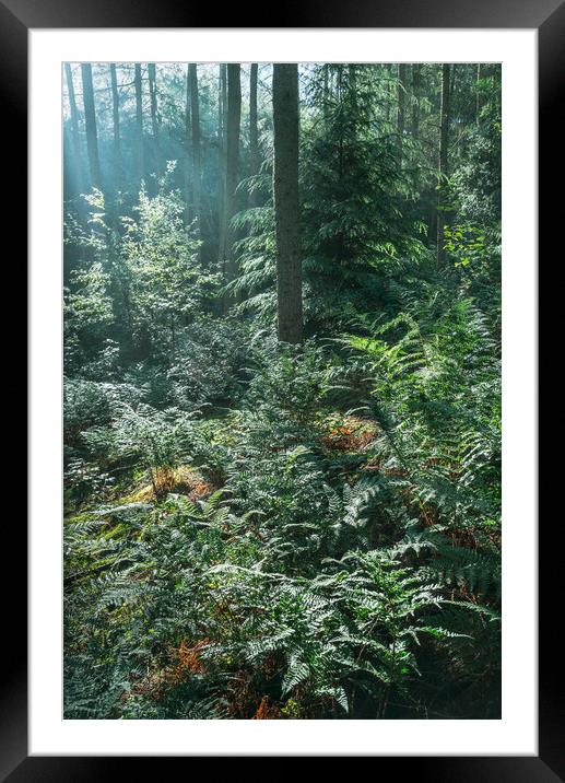 Morning sunlight in the green forest Framed Mounted Print by Andrew Kearton