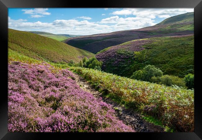 Heather moorland in the Peak District Framed Print by Andrew Kearton