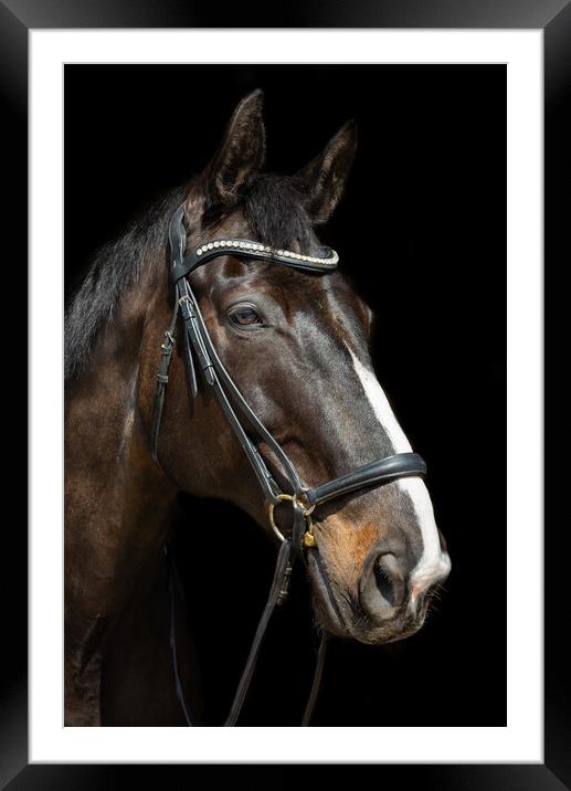 Beautiful dark bay horse Framed Mounted Print by Andrew Kearton