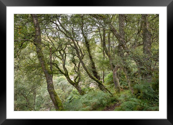 Woodland at Gunnerside Beck, North Yorkshire Framed Mounted Print by Andrew Kearton