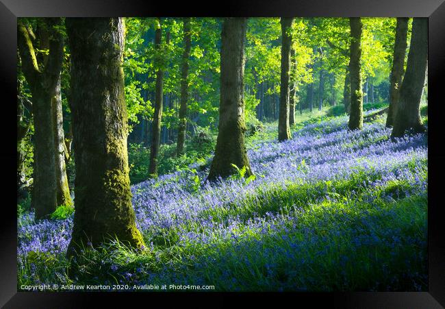 Bluebell woodland in Snowdonia Framed Print by Andrew Kearton