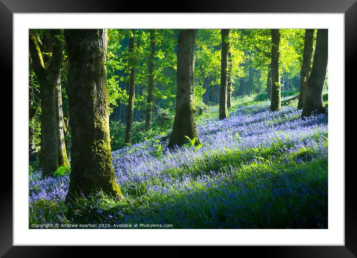 Bluebell woodland in Snowdonia Framed Mounted Print by Andrew Kearton