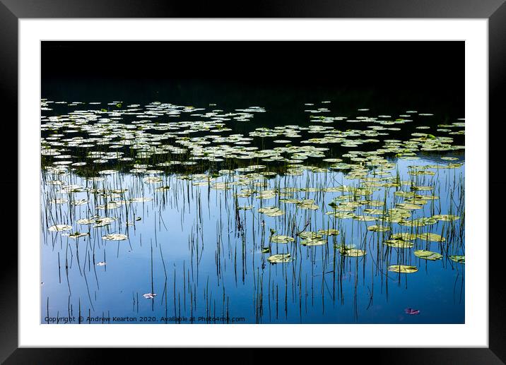 Water lilies in a welsh lake Framed Mounted Print by Andrew Kearton