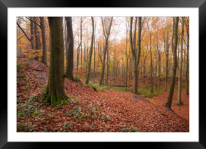 Autumn in Erncroft Woods, Etherow country park Framed Mounted Print by Andrew Kearton
