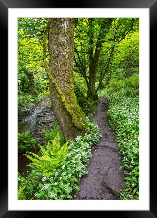 Spring woodland path at Aberfforest, Pembrokeshire Framed Mounted Print by Andrew Kearton