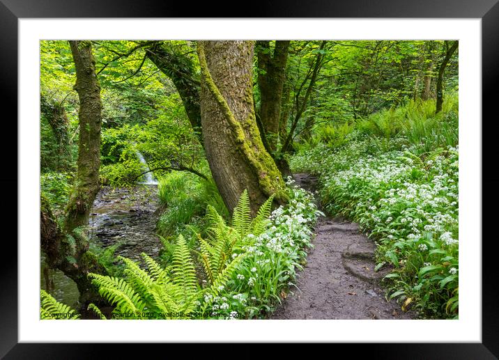 Spring woodland path at Aberfforest, Pembrokeshire Framed Mounted Print by Andrew Kearton