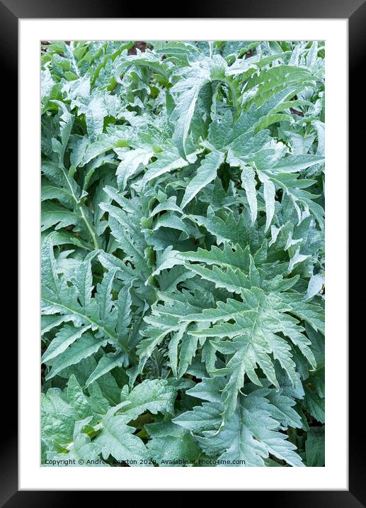 Silvery green Cardoon leaves Framed Mounted Print by Andrew Kearton