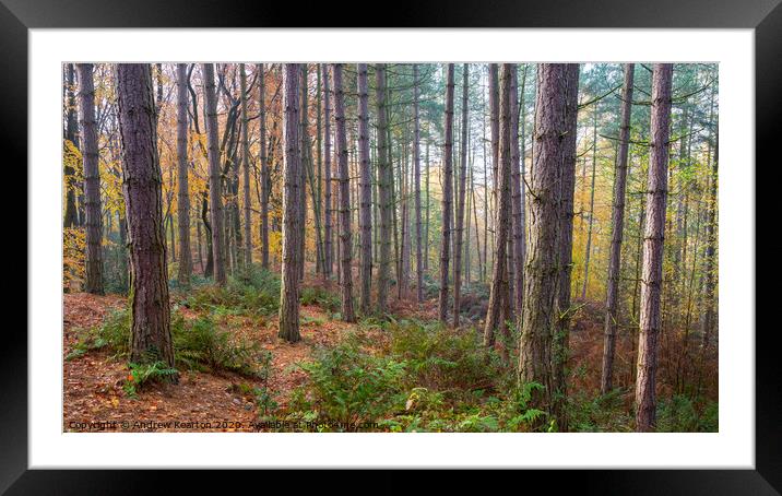 Pine forest in autumn, Erncroft woods, Compstall Framed Mounted Print by Andrew Kearton