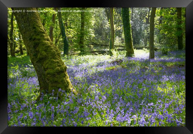 Bluebells in a Welsh woodland Framed Print by Andrew Kearton