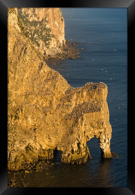 Gannets at Bempton Cliffs, North Yorkshire Framed Print by Andrew Kearton