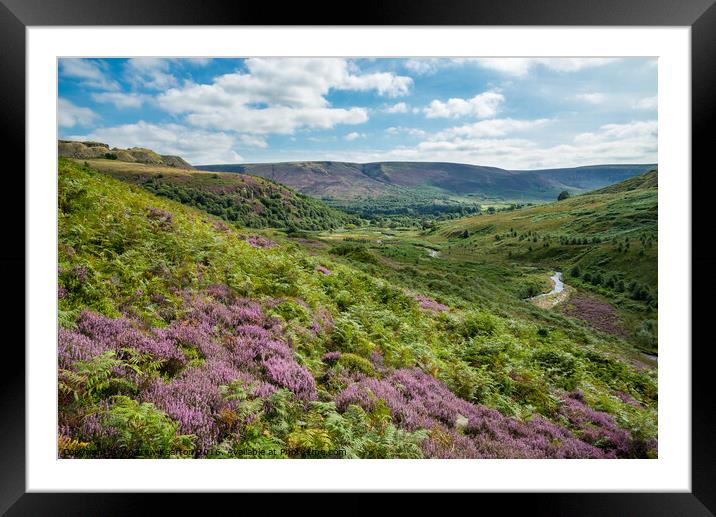 Heather in the hills around Crowden, North Derbyshire Framed Mounted Print by Andrew Kearton