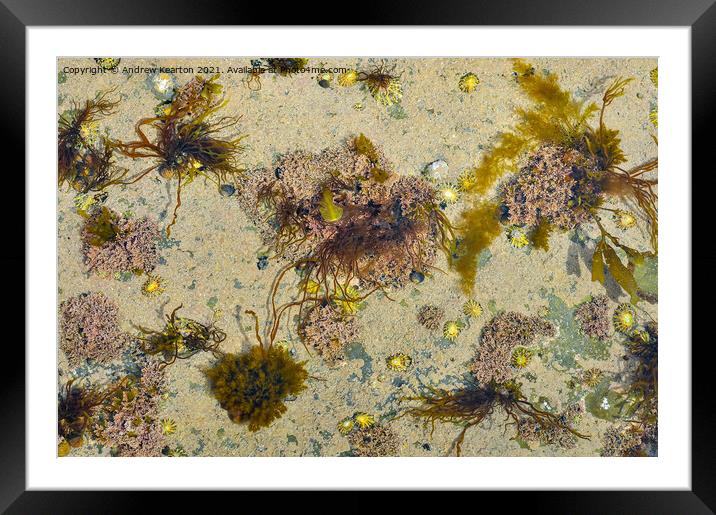 Shapes and colours in a UK rock pool Framed Mounted Print by Andrew Kearton