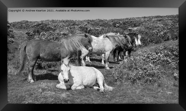 Snoozy ponies on clifftops in Pembrokeshire Framed Print by Andrew Kearton