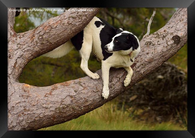 Border Collie Waiting for a Squirrel Framed Print by John Malley