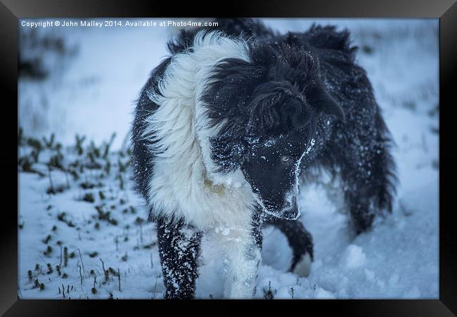  Border Collie Hunting Voles Framed Print by John Malley