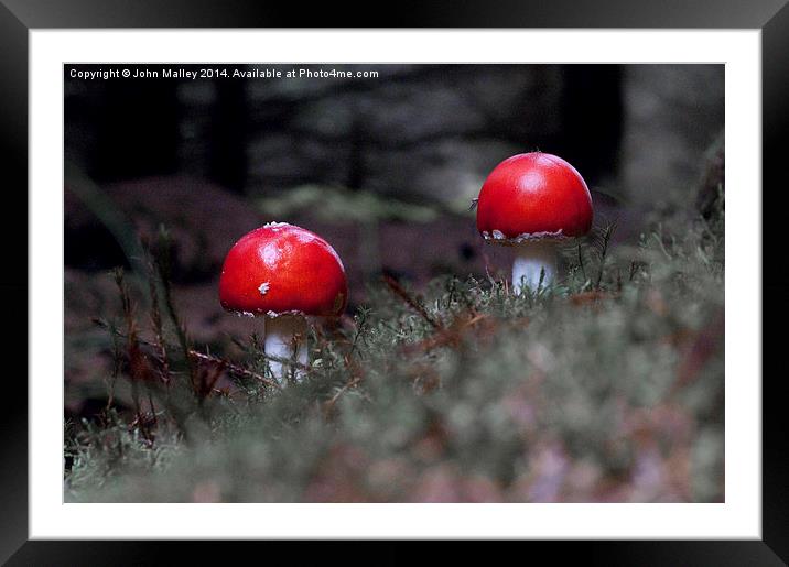  Fly Agaric Twosome Framed Mounted Print by John Malley