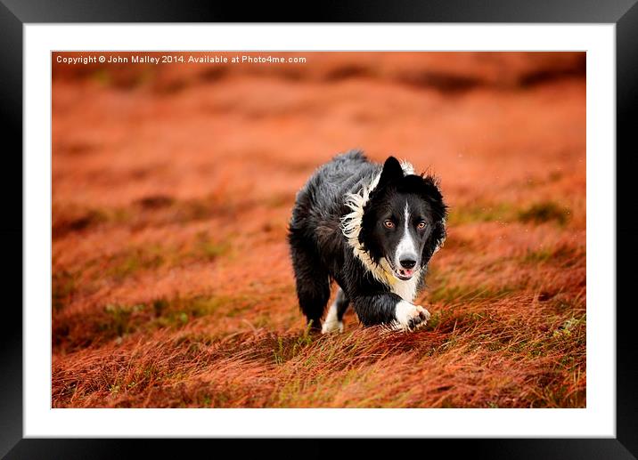  Border Collie At Work Framed Mounted Print by John Malley