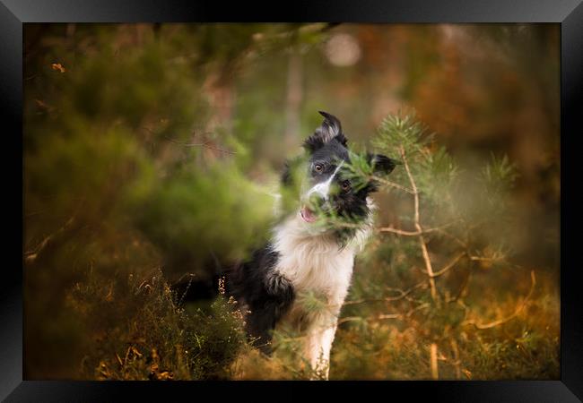 Border Collie Hide and Seek Framed Print by John Malley