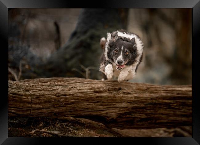 Border Collie in Action Framed Print by John Malley