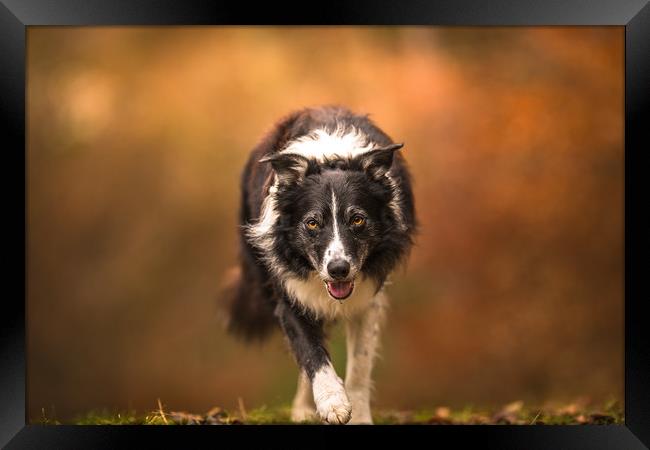 The Eye of a Border Collie Framed Print by John Malley