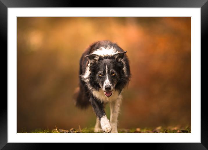 The Eye of a Border Collie Framed Mounted Print by John Malley