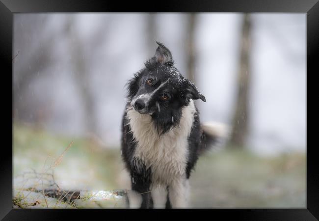 Don't let the snow come down on me Framed Print by John Malley