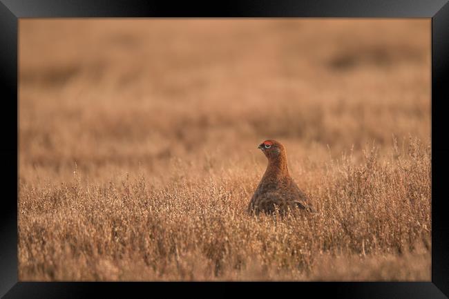 Red Grouse Moorland Framed Print by John Malley