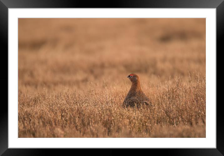 Red Grouse Moorland Framed Mounted Print by John Malley