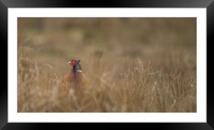 Pheasant under Cover Framed Mounted Print by John Malley